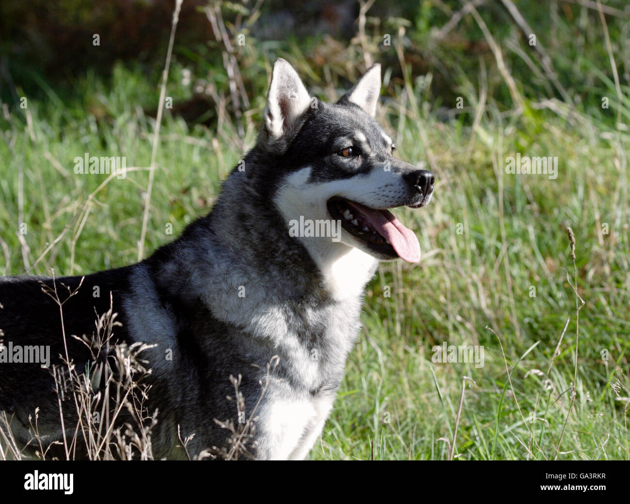 Swedish Elkhound Stock Photo