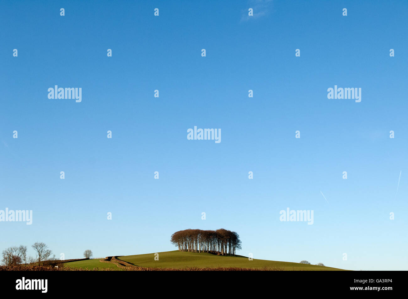 Iconic copse of trees centred in the image with clear blue sky Stock ...