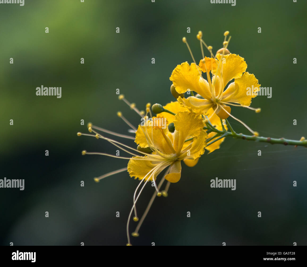Beautiful yellow colored wild flower growing in Sri Lanka Stock Photo