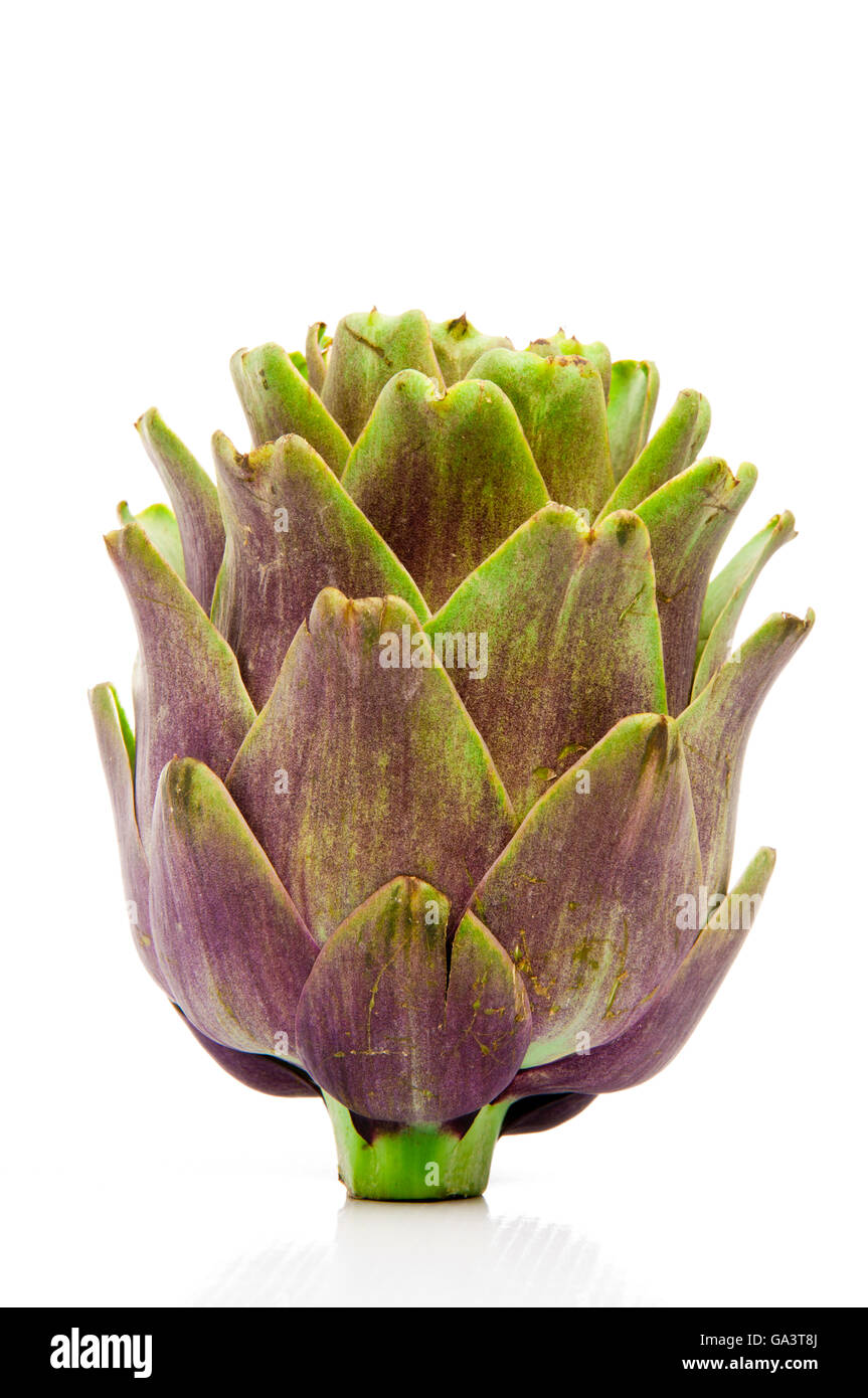 Single Fresh Artichoke Fruit Isolated on White Background Stock Photo