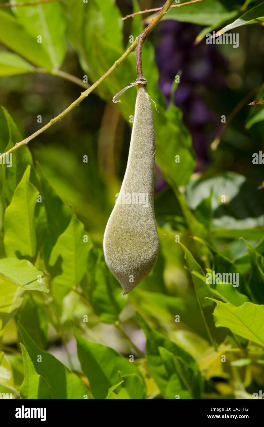 Wisteria seed pods hires stock photography and images Alamy