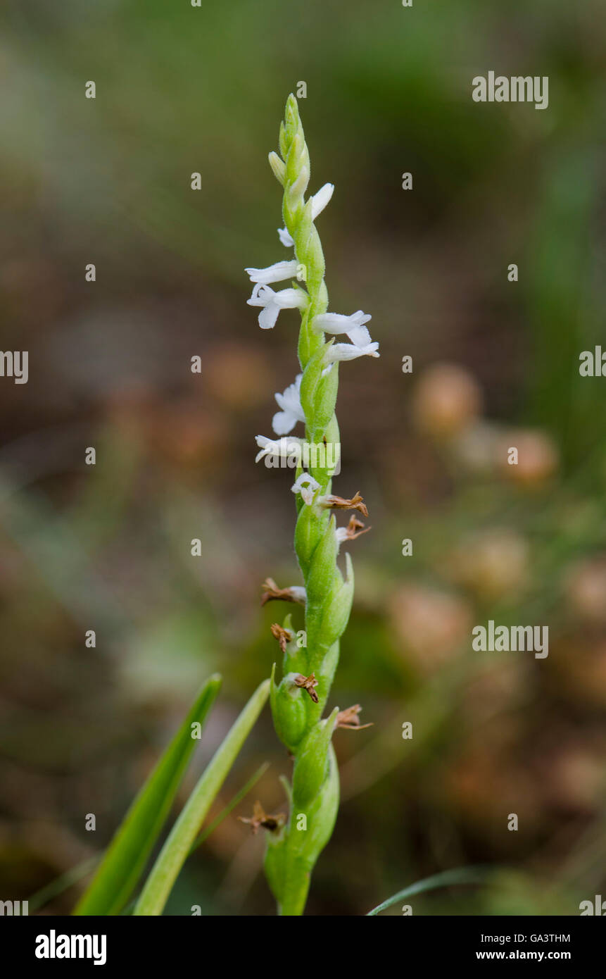 Spiranthes aestivalis, Summer Lady´s tresses orchid, wild, Andalusia, Spain. Stock Photo