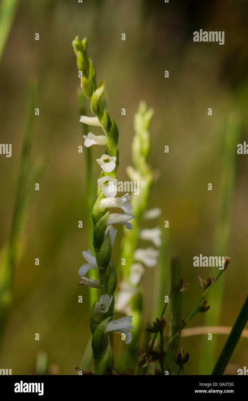 Spiranthes aestivalis, Summer Lady´s tresses orchid, wild, Andalusia, Spain. Stock Photo