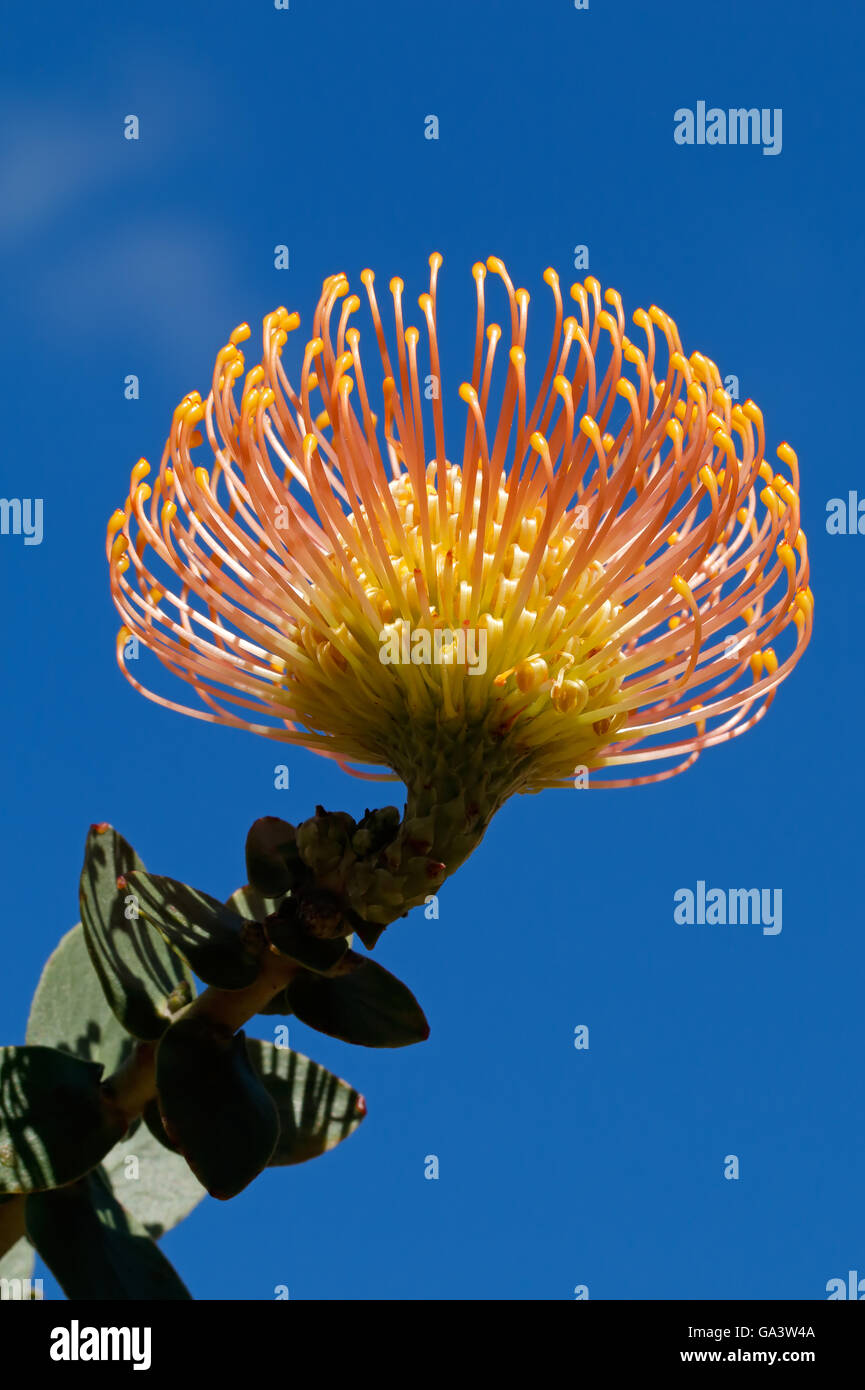 Flower of a pincushion protea (Leucospermum patersonii) against a blue sky, South Africa Stock Photo