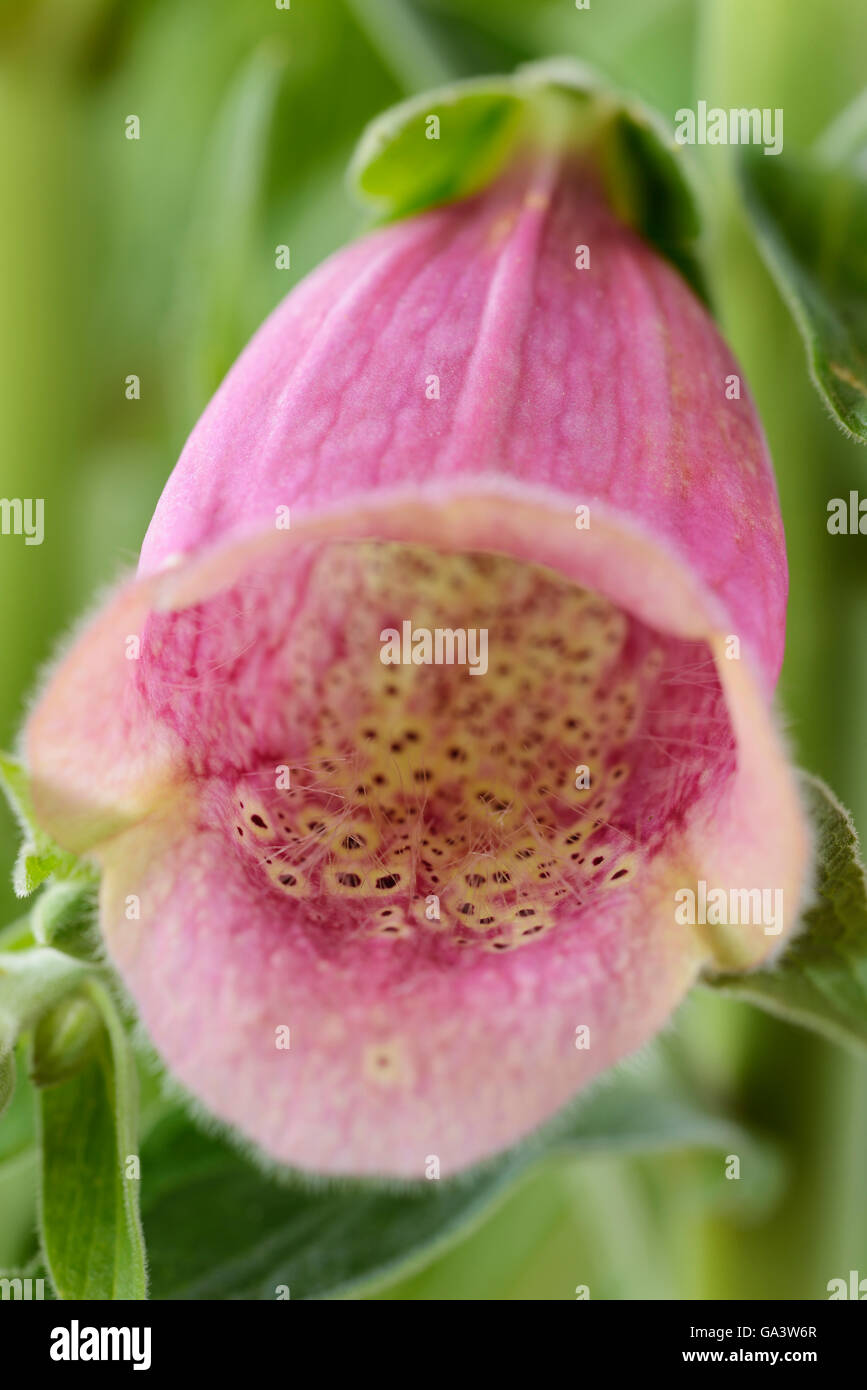 Digitalis × mertonensis  AGM  Strawberry foxglove  May Stock Photo
