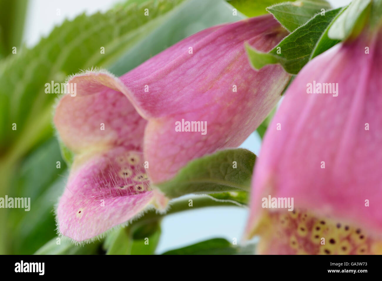 Digitalis × mertonensis  AGM  Strawberry foxglove  May Stock Photo