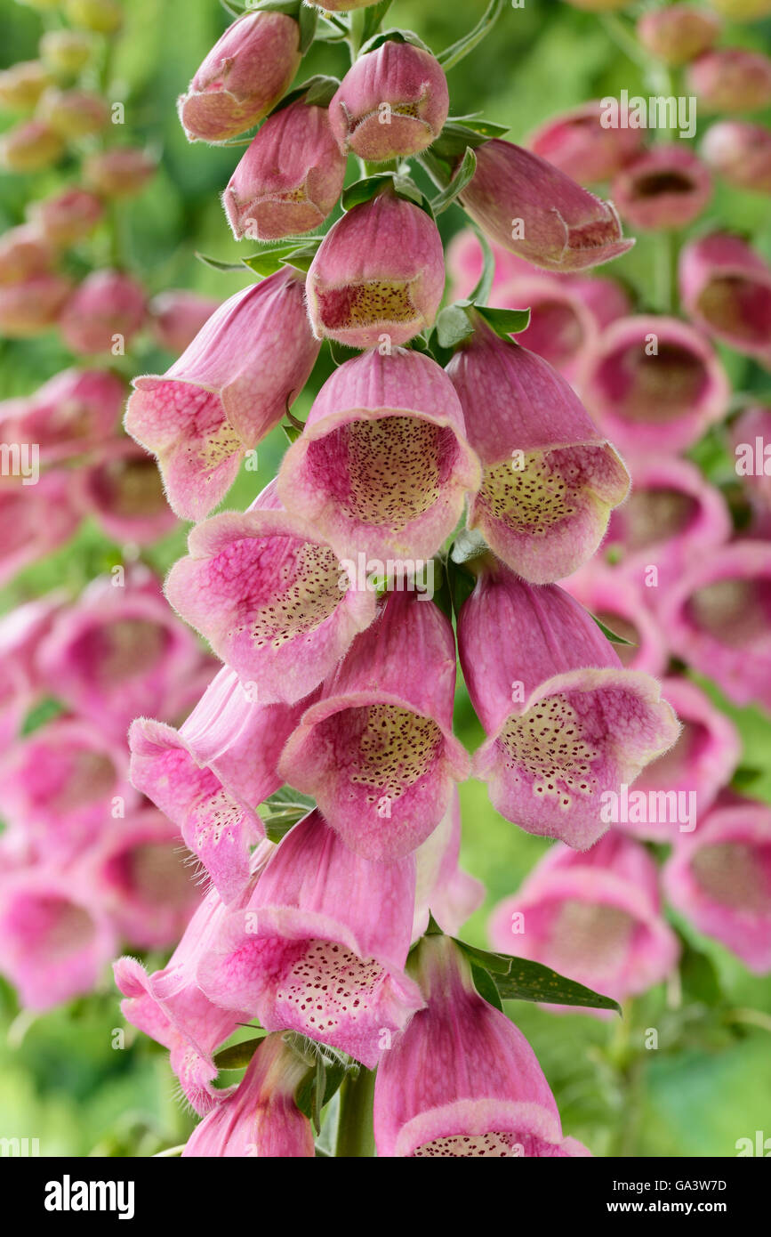 Digitalis × mertonensis  AGM  Strawberry foxglove  June Stock Photo