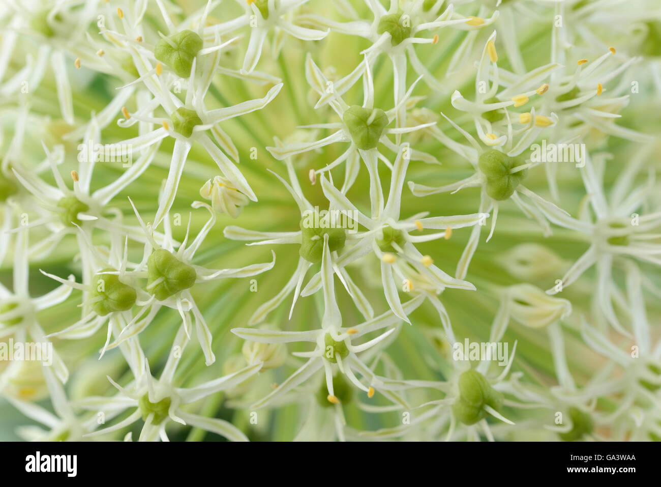 Allium karataviense  'Ivory Queen'  Kara Tau garlic  May Stock Photo