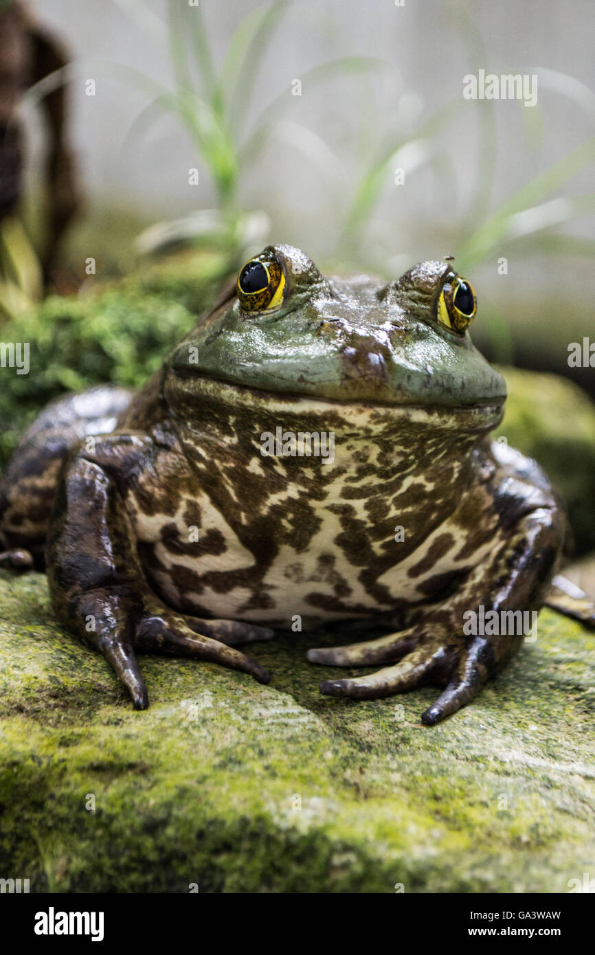 Funny frog on a rock Stock Photo