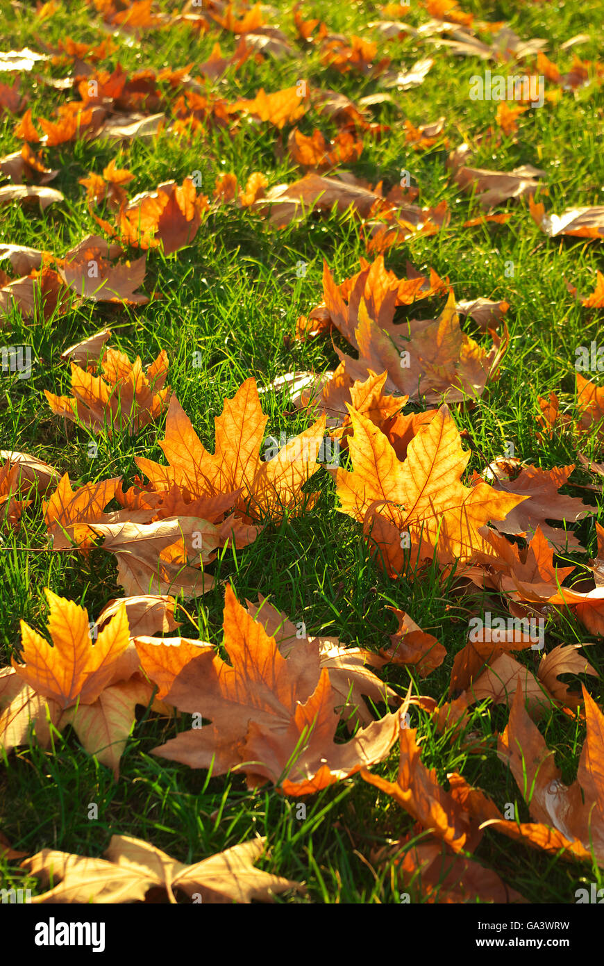 Grass ground hi-res stock photography and images - Alamy