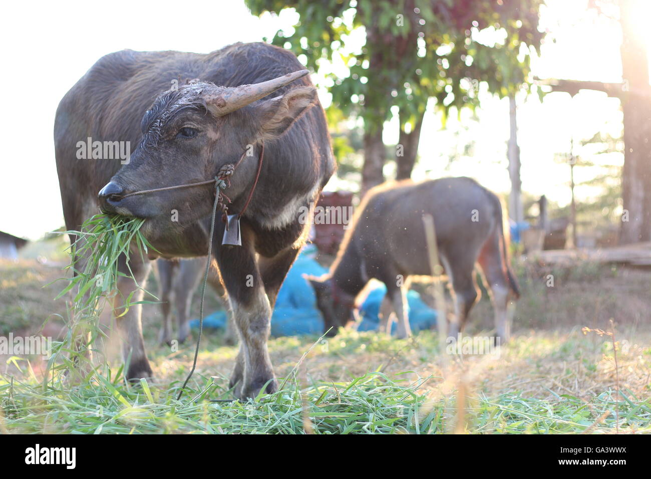 Buffalos in Thailand Stock Photo