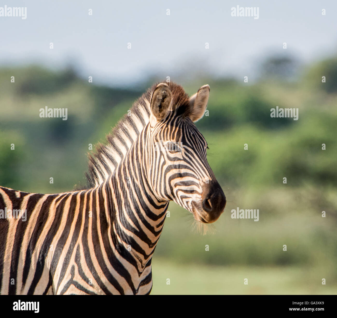 Portrait of a Burchell's Zebra in Southern African savannah Stock Photo
