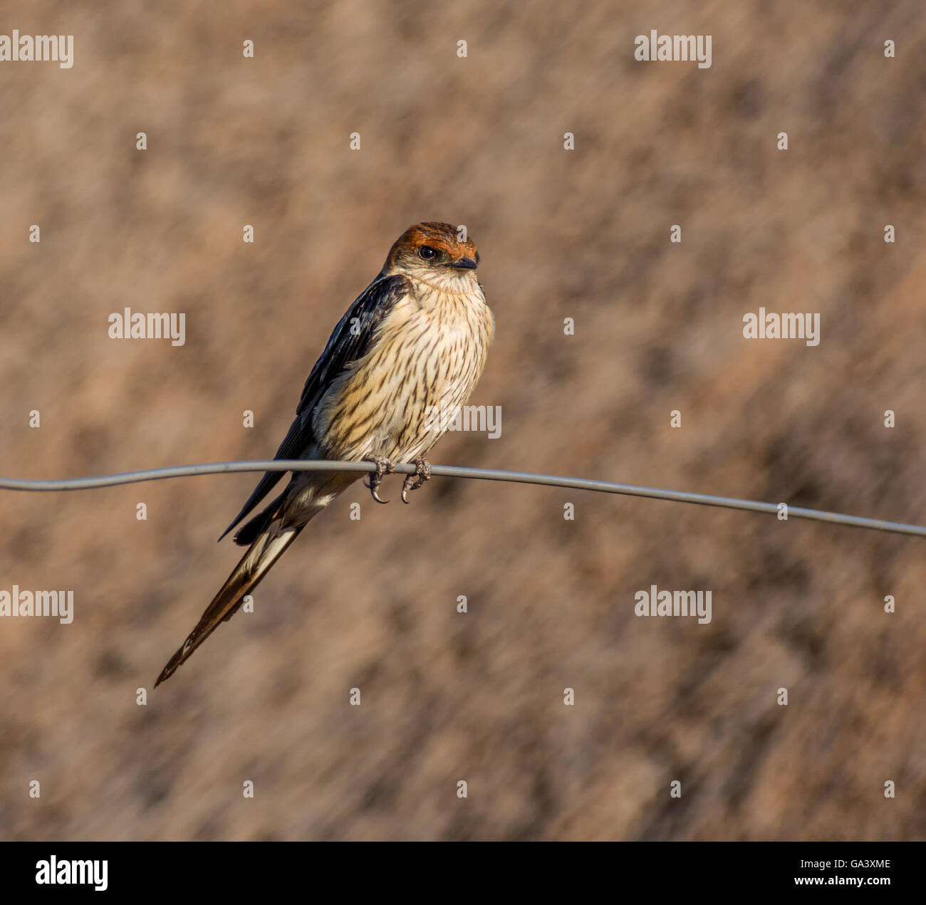 A Greater Striped Swallow perches on a wire fence in Southern Africa Stock Photo