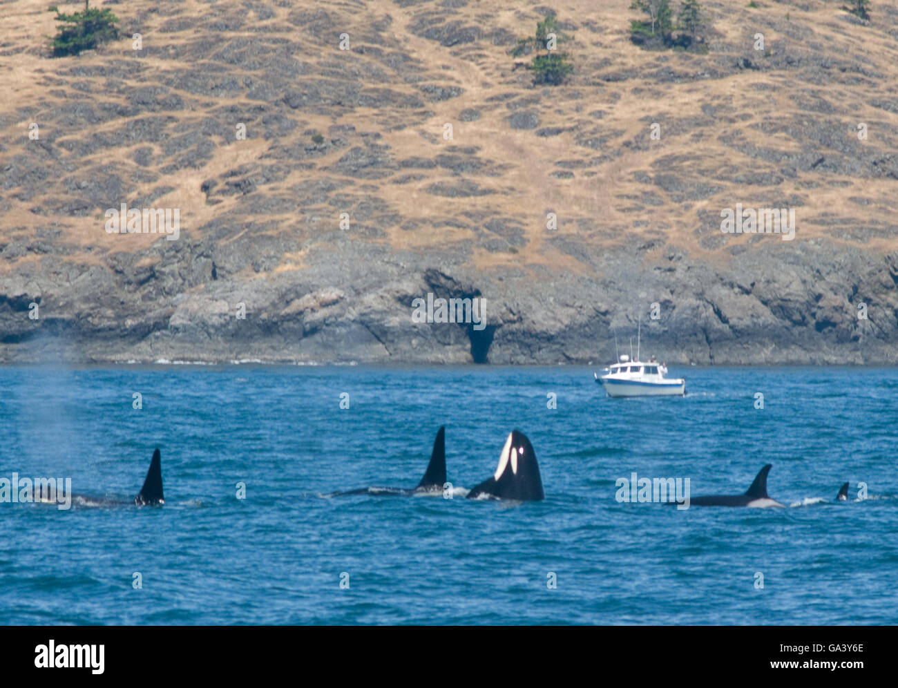 A group of Killer Whales swim in Samish Bay, north of Anecortes, Washington State, in the Pacific Northwestern USA. Stock Photo
