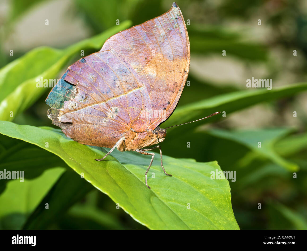 orange oakleaf or dead leaf butterfly,Kallima inachus Stock Photo