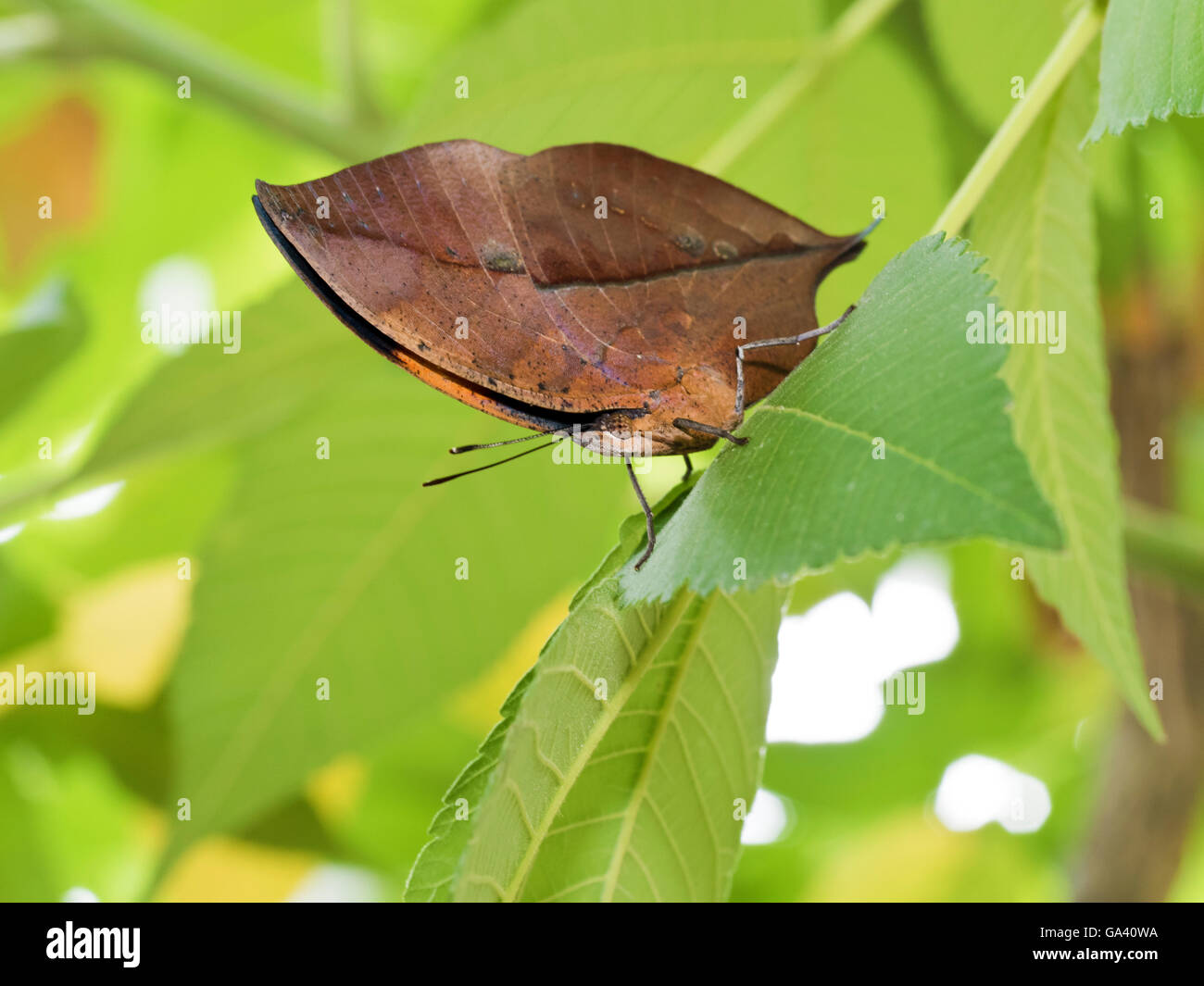 orange oakleaf or dead leaf butterfly,Kallima inachus Stock Photo