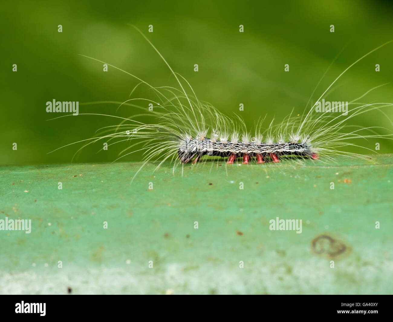 macro of a moth larva in forest,Chrysaeglia magnifica taiwana Stock Photo