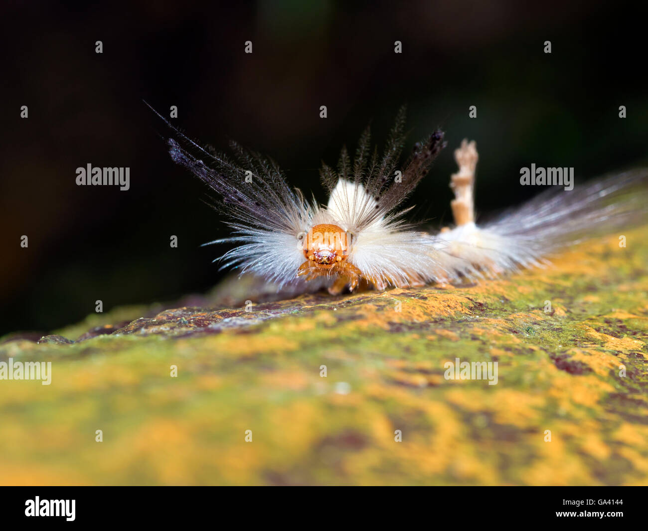 macro of a moth larva in forest,Olene dudgeoni Stock Photo Alamy
