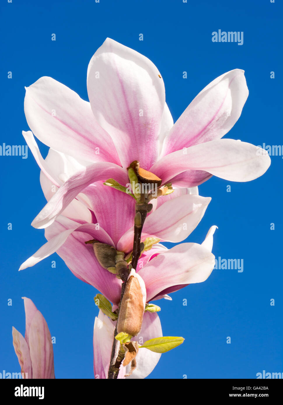 Pink blossom of a magnolia tree Stock Photo - Alamy