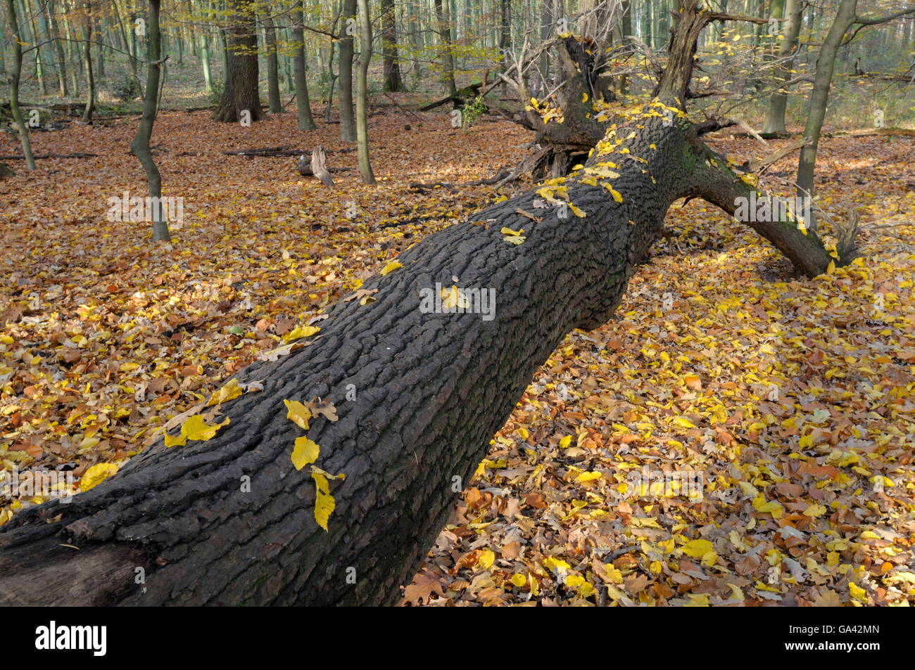 Fallen Oak, Beech forest in autumn, Bottrop, North Rhine-Westphalia, Germany Stock Photo