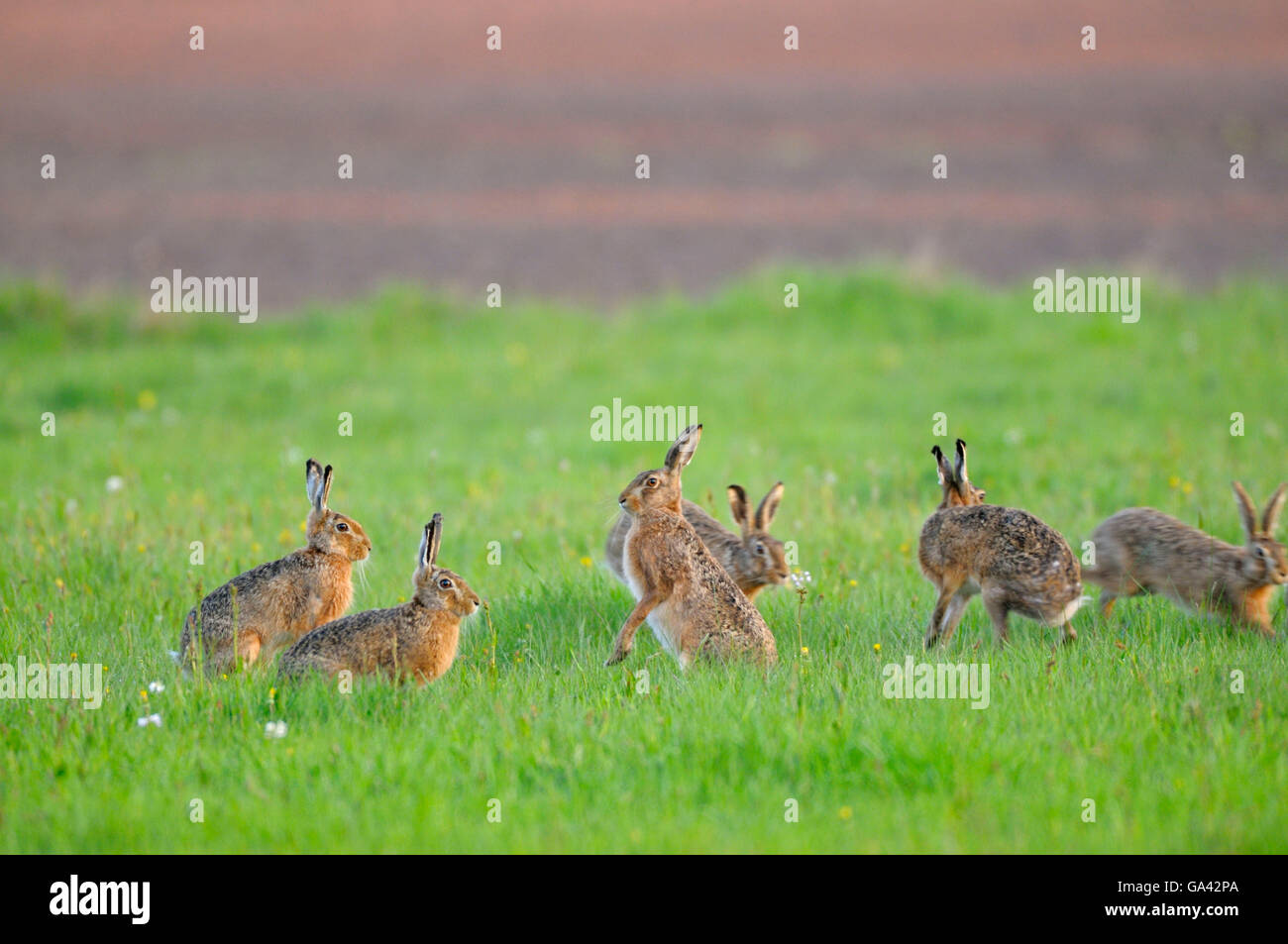 Brown Hares, conservation area Dingdener Heide, North Rhine-Westfalia, Germany / (Lepus europaeus) Stock Photo