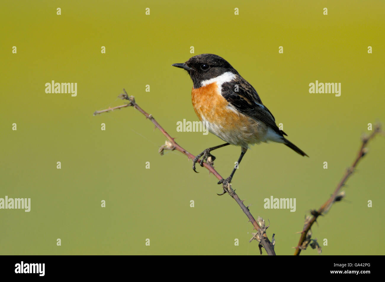 Common Stonechat, male, conservation area Dingdener Heide, North Rhine ...