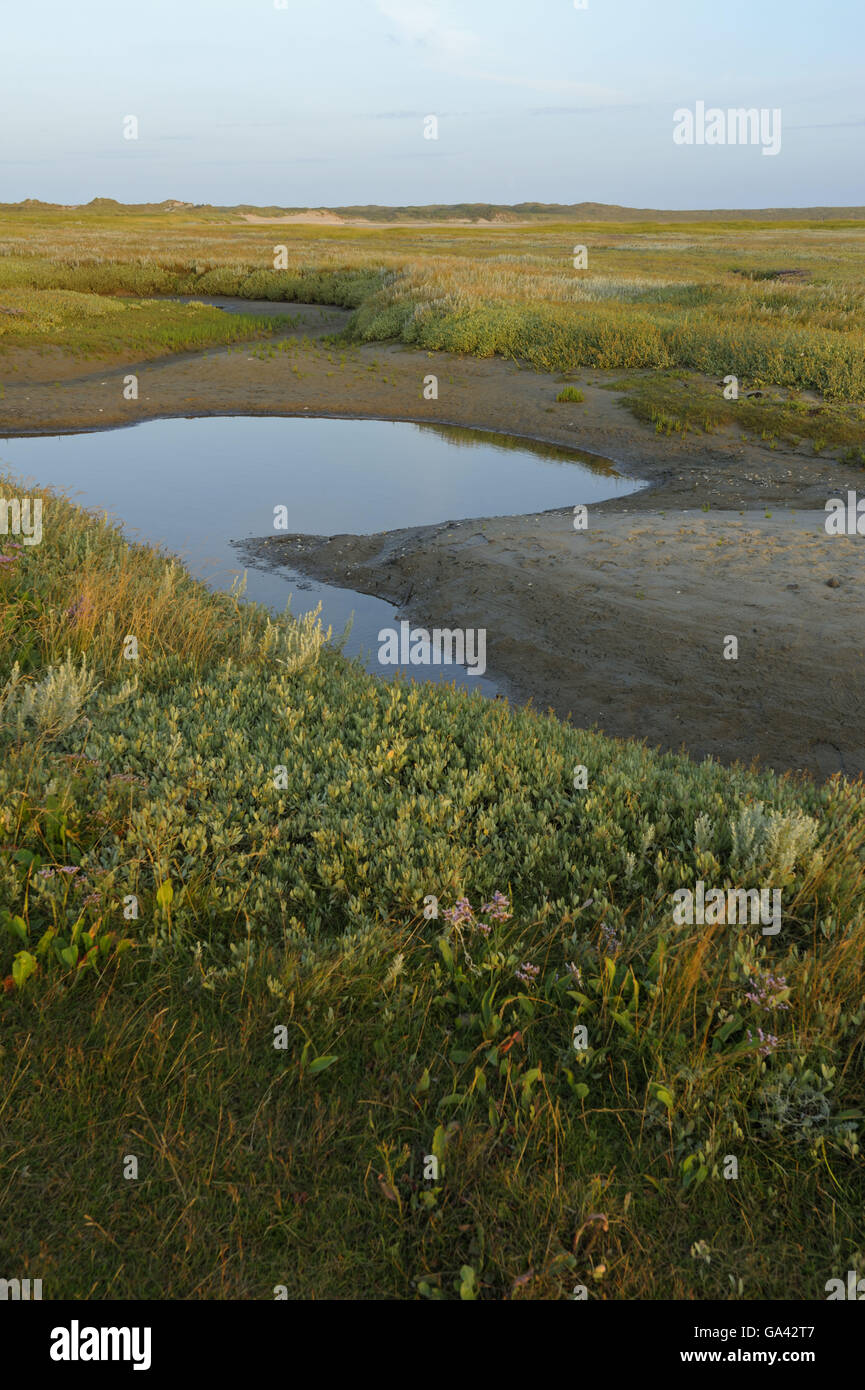 Tideway, salt marsh, nature reserve De Slufter, national park Duinen van Texel, Texel, Netherlands / morning light Stock Photo