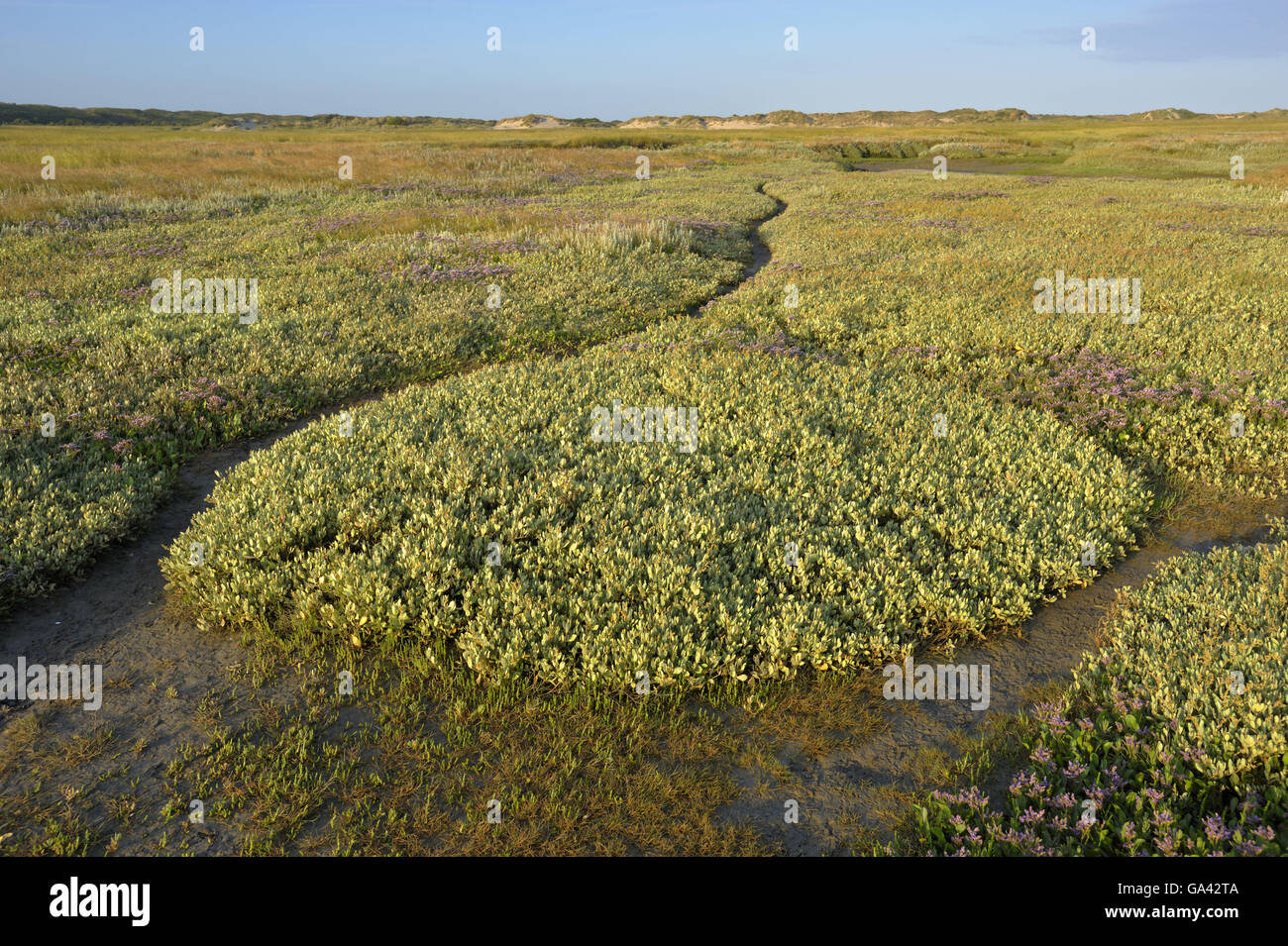 Salt marsh, nature reserve De Slufter, national park Duinen van Texel, Texel, Netherlands Stock Photo