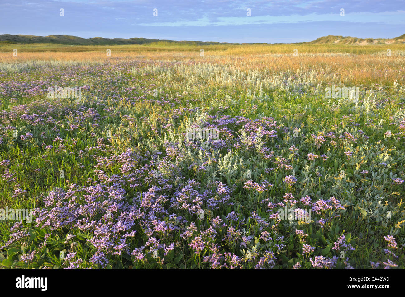 Salt marsh with Sea-Lavender and Sea Wormwood, ature reserve De Slufter, national park Duinen van Texel, Island Texel, Netherlands / (Limonium vulgare), (Artemisia maritima) Stock Photo