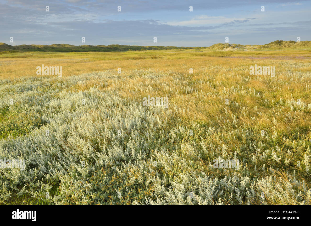 Salt marsh with Sea Wormwood, nature reserve De Slufter, national park Duinen van Texel, Texel, Netherlands / (Artemisia maritima) Stock Photo