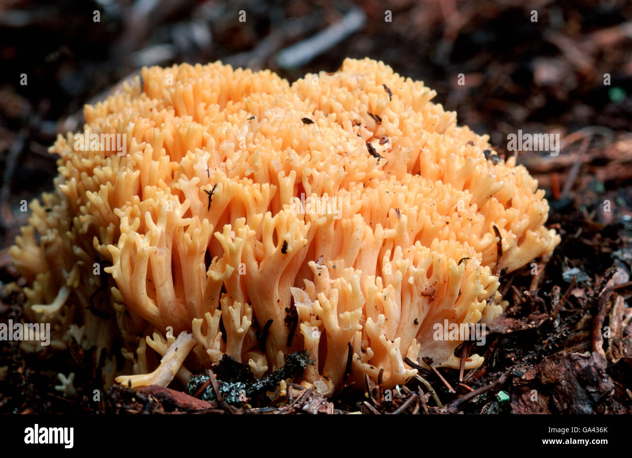 Yellow Stag's-horn Fungus, Austria / (Calocera viscosa) / alps Stock Photo