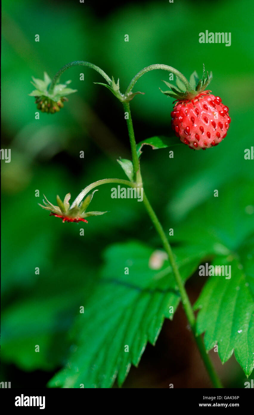 Wild Strawberry, Austria / (Fragaria vesca) Stock Photo