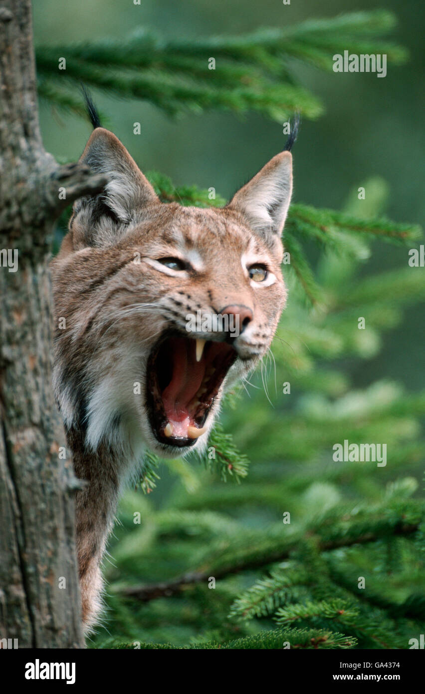 European Lynx, yawning / (Lynx lynx) Stock Photo