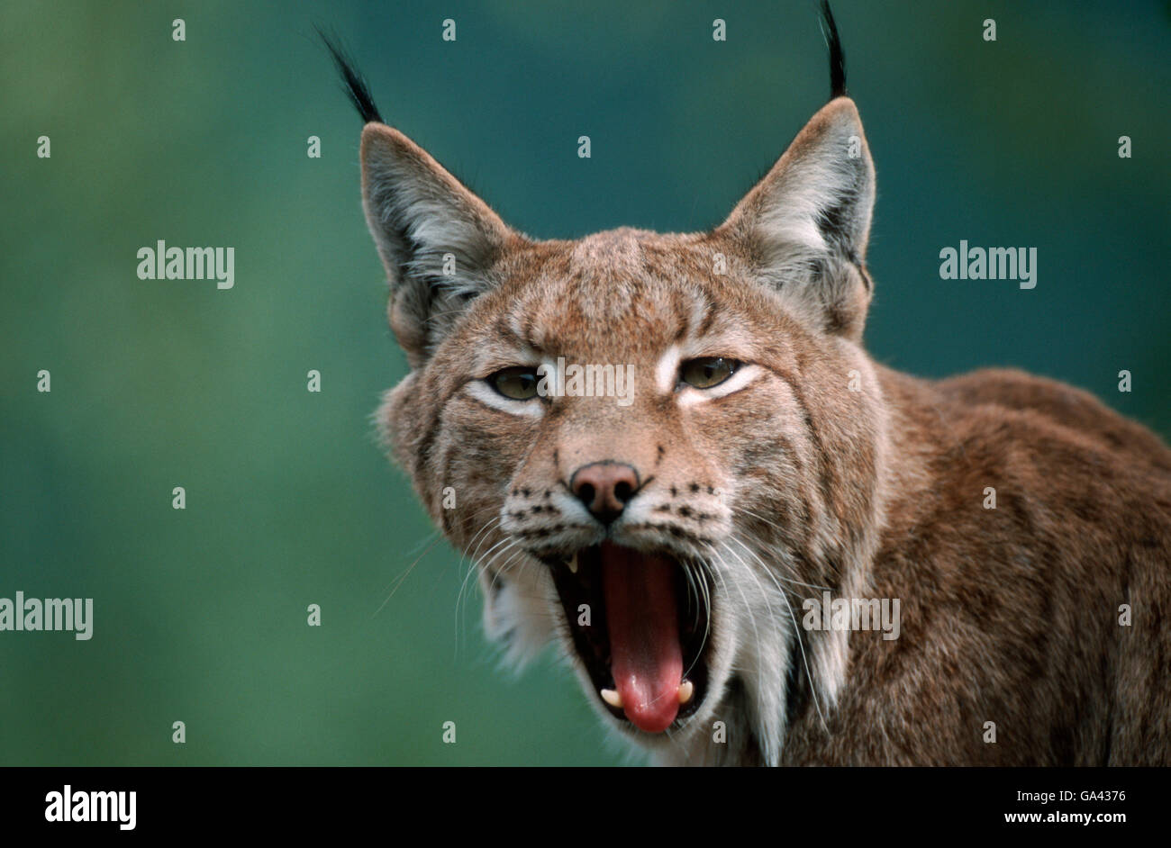 European Lynx, yawning / (Lynx lynx) Stock Photo
