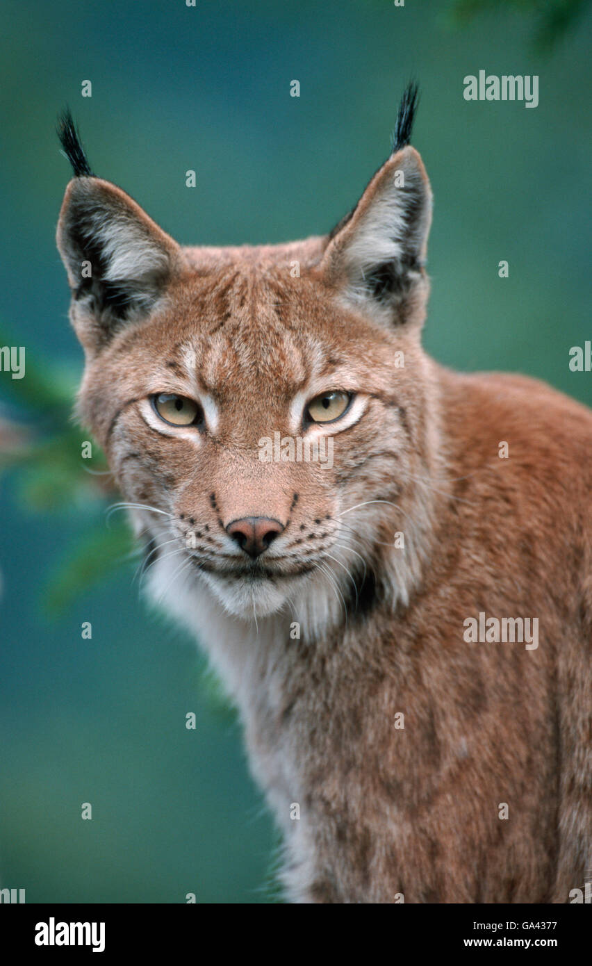 European Lynx / (Lynx lynx) Stock Photo