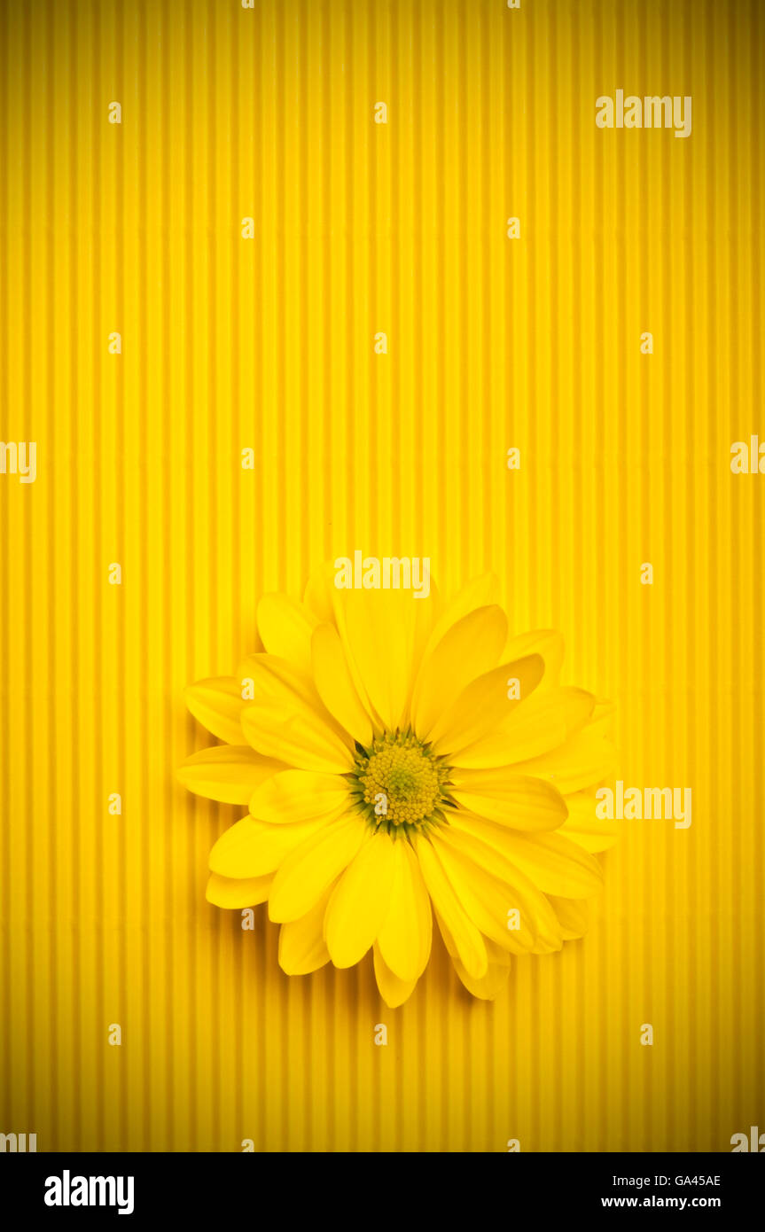 yellow daisy on yellow background Stock Photo - Alamy