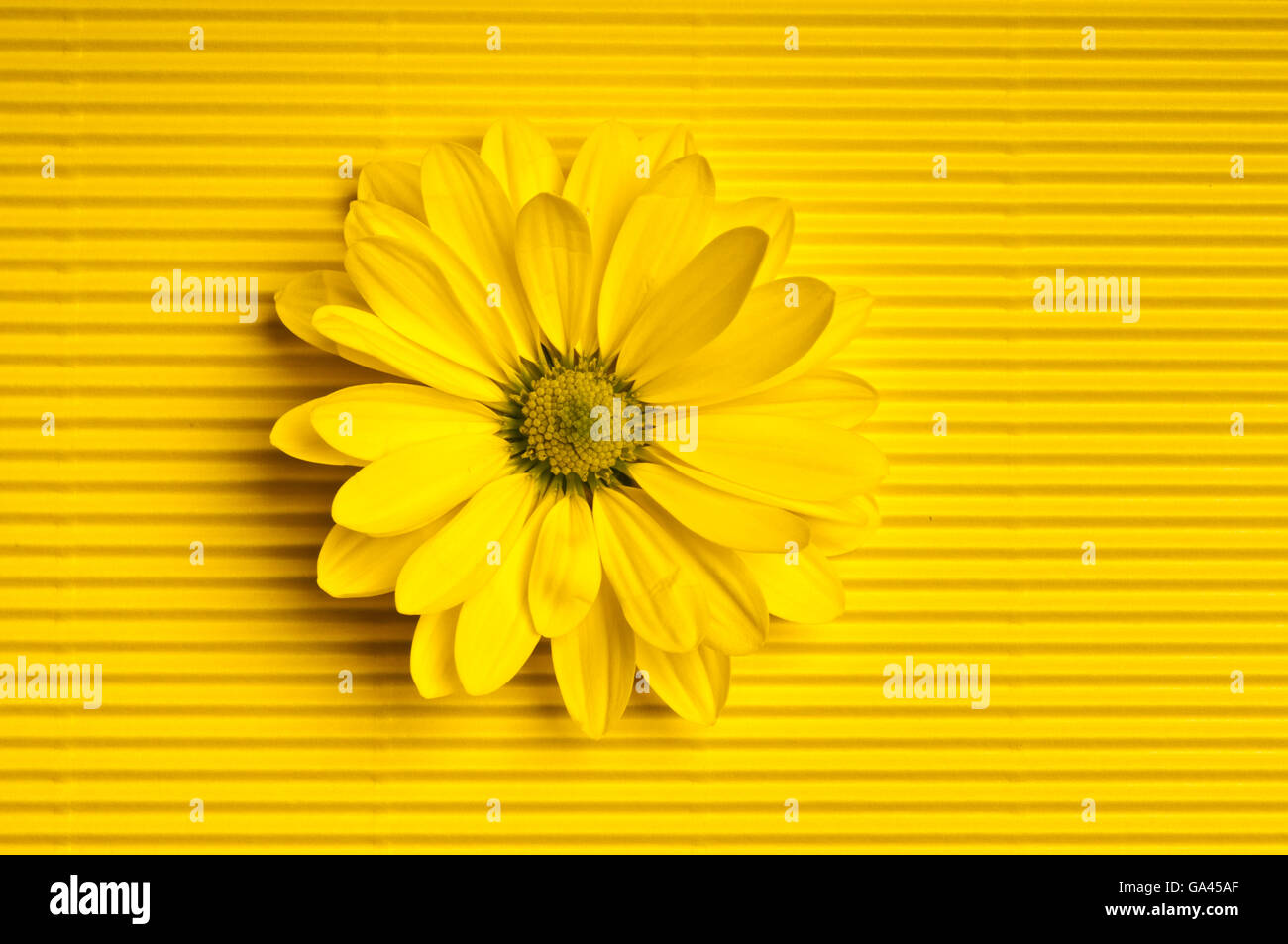 yellow daisy on yellow background Stock Photo - Alamy