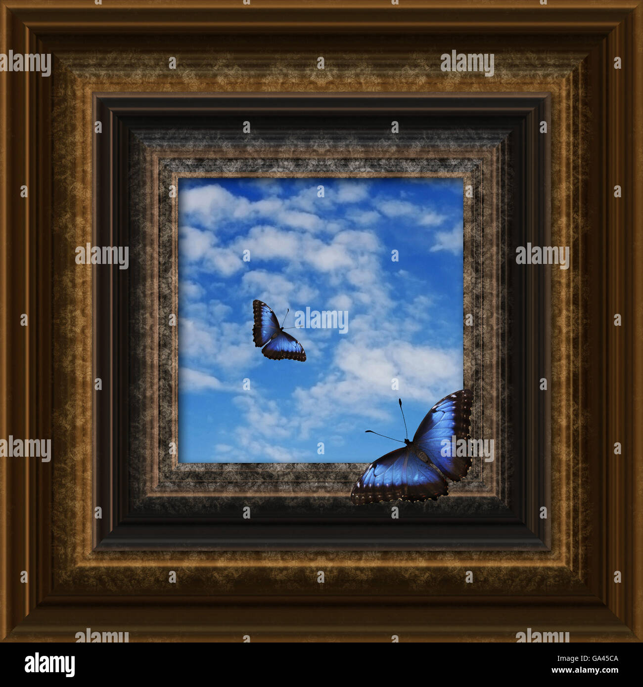 butterflies flying around a picture frame Stock Photo
