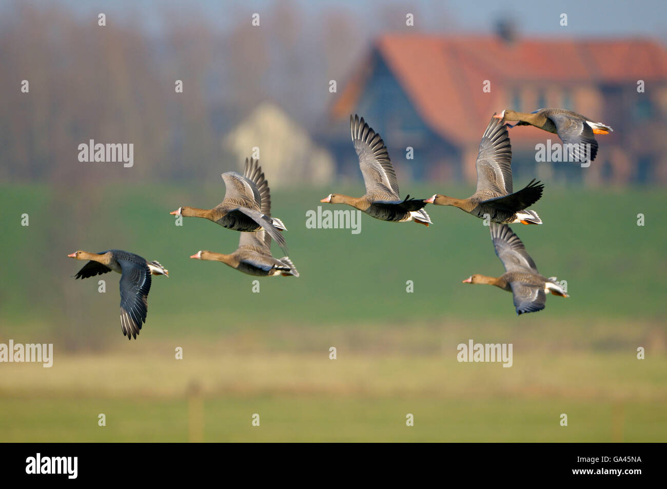 White-fronted Geese, Bienen, Germany / (Anser albifrons) Stock Photo