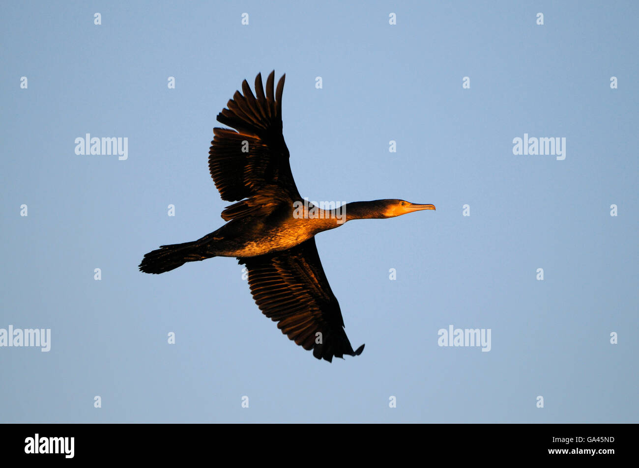 Cormorant, Duisburg-Walsum, Germany / (Phalacrocorax carbo) Stock Photo