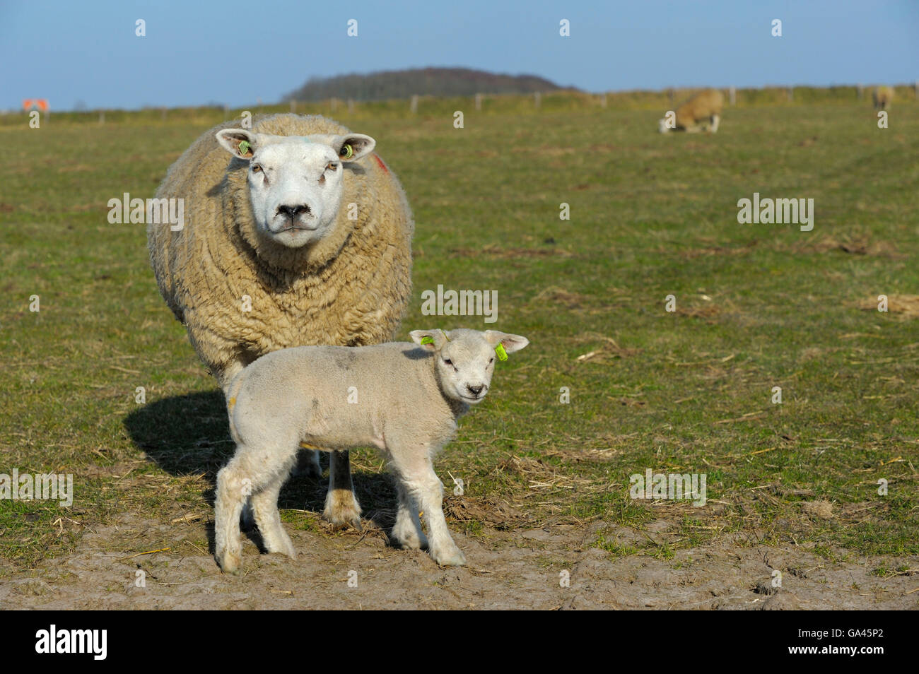 Texel sheep, ewe with lamb, Texel, Netherlands Stock Photo