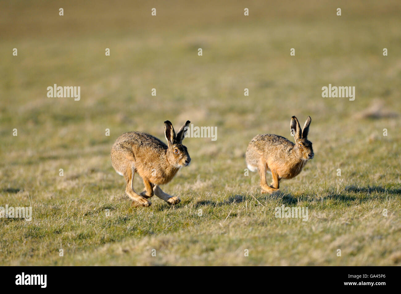 Brown hares, Texel, Netherlands / (Lepus europaeus) Stock Photo