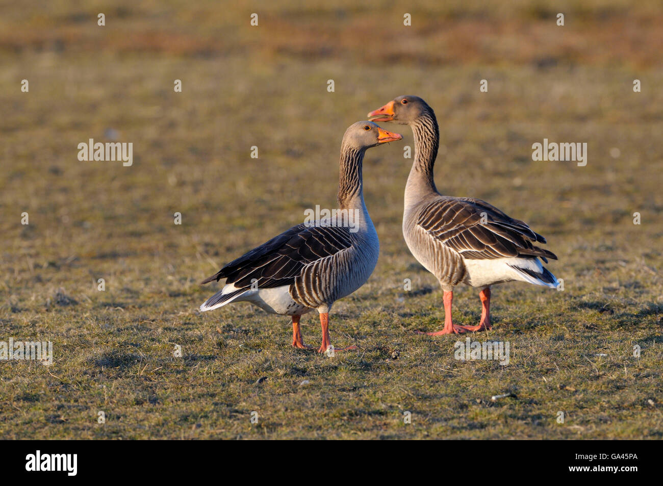 Greylag geese, couple, Texel, Netherlands / (Anser anser) Stock Photo