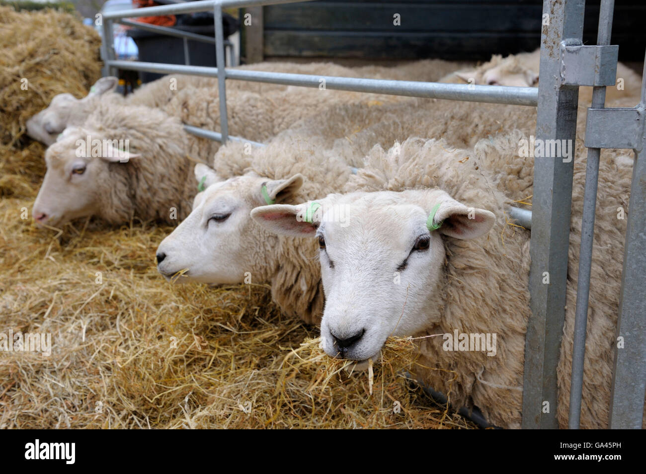 Texel Sheep, Texel, Netherlands Stock Photo