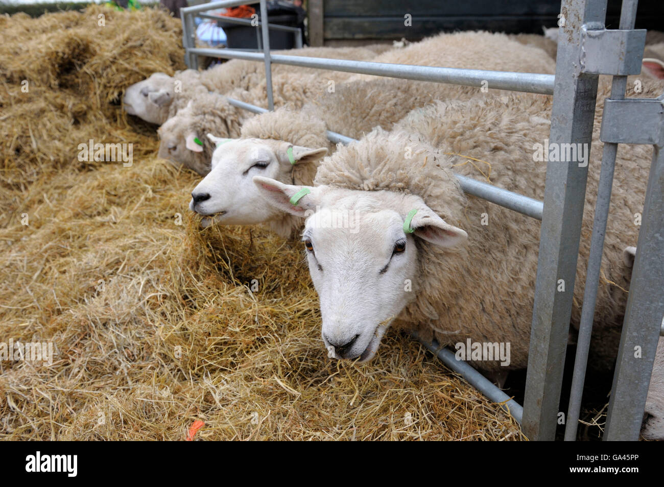 Texel Sheep, Texel, Netherlands Stock Photo