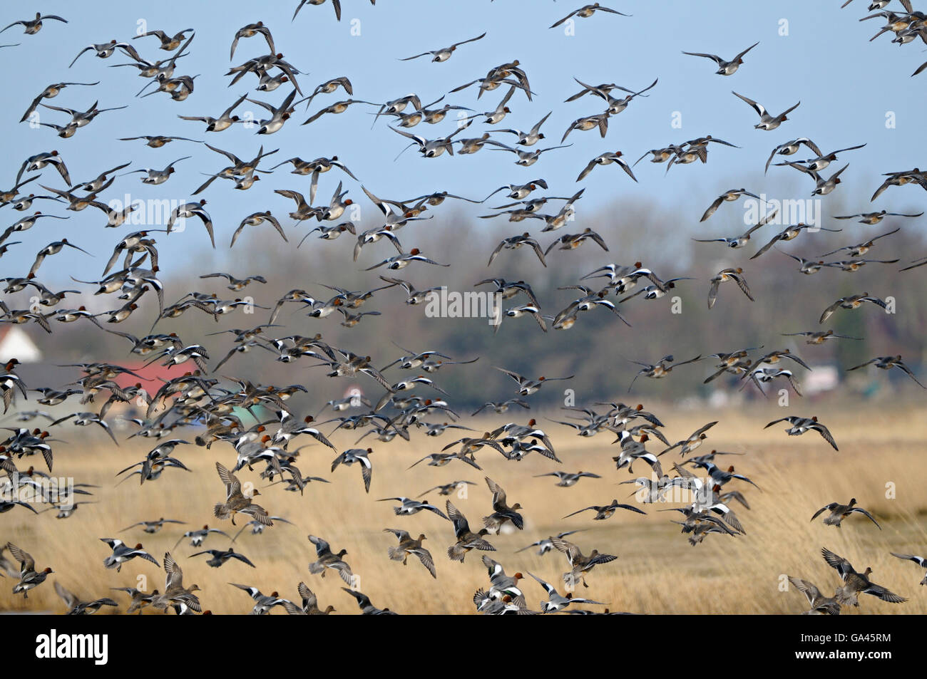 Wigeons, Texel, Netherlands / (Anas penelope) Stock Photo