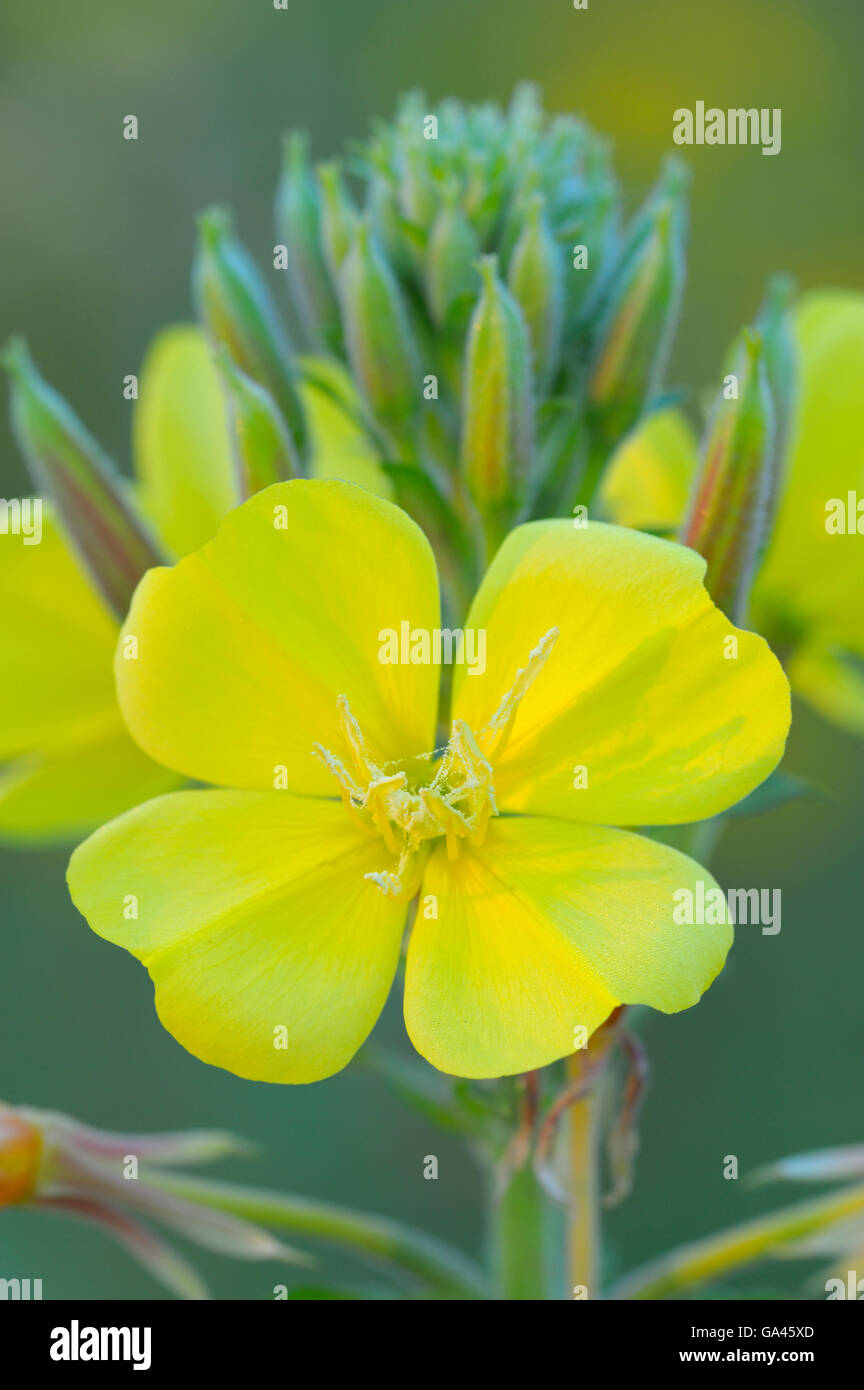 Common evening primrose, Oberhausen, Germany / (Oenothera biennis) Stock Photo