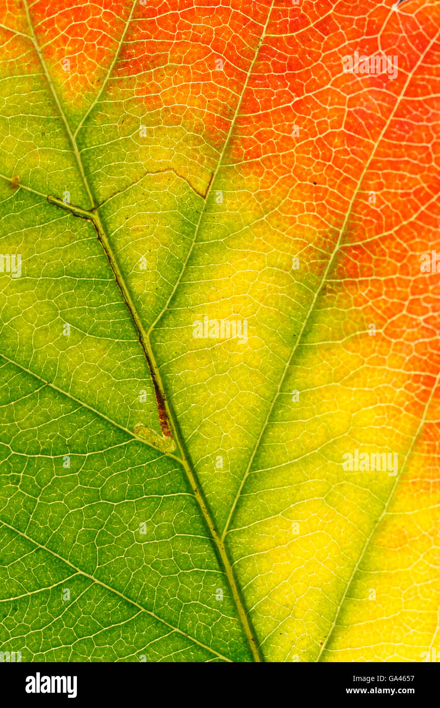 Common Whitebeam, leaf in autumn, october, Germany / (Sorbus aria) Stock Photo