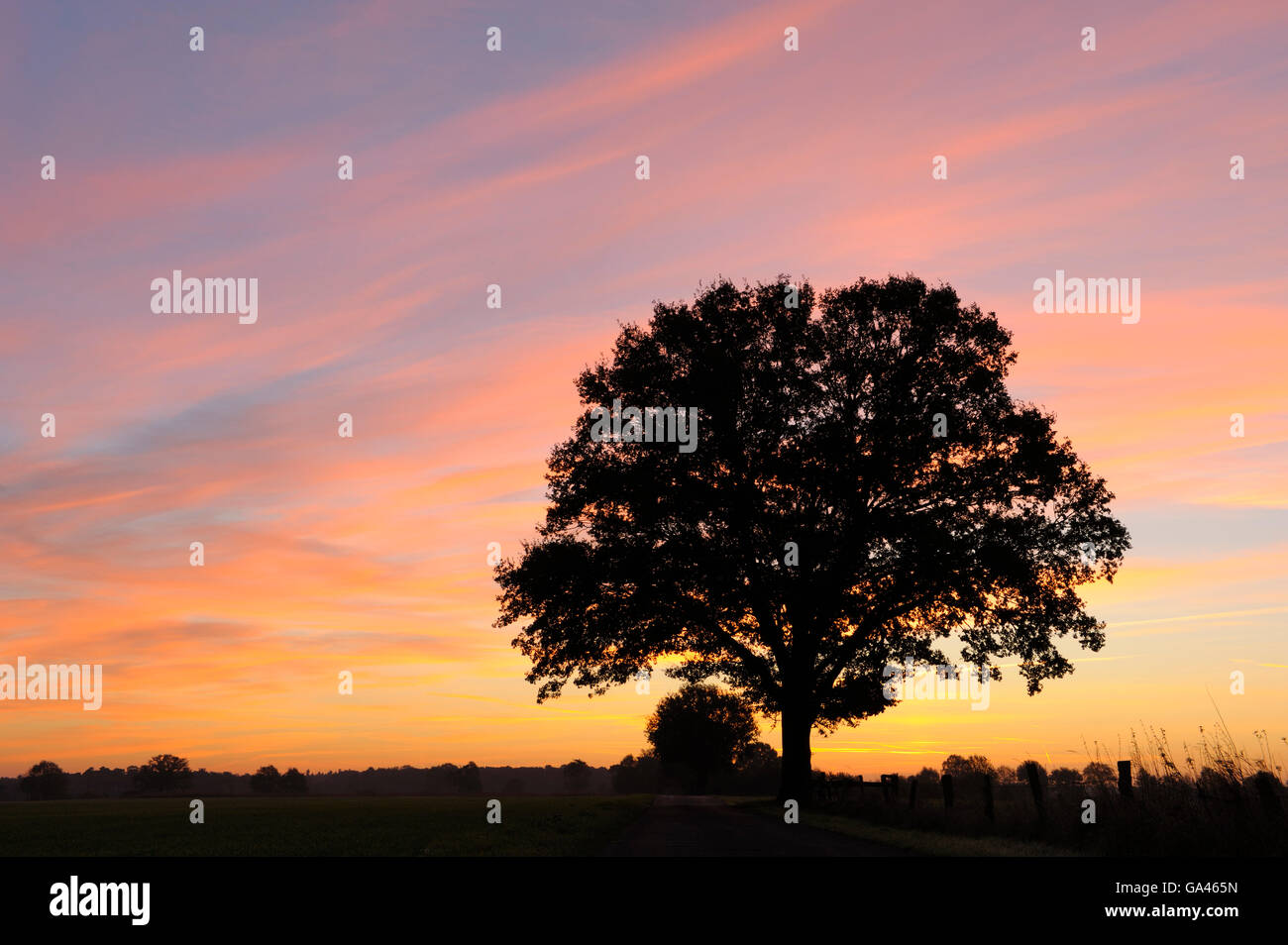 Oak tree at sunrise, Dingdener Heide, Dingden Heath, Germany Stock Photo
