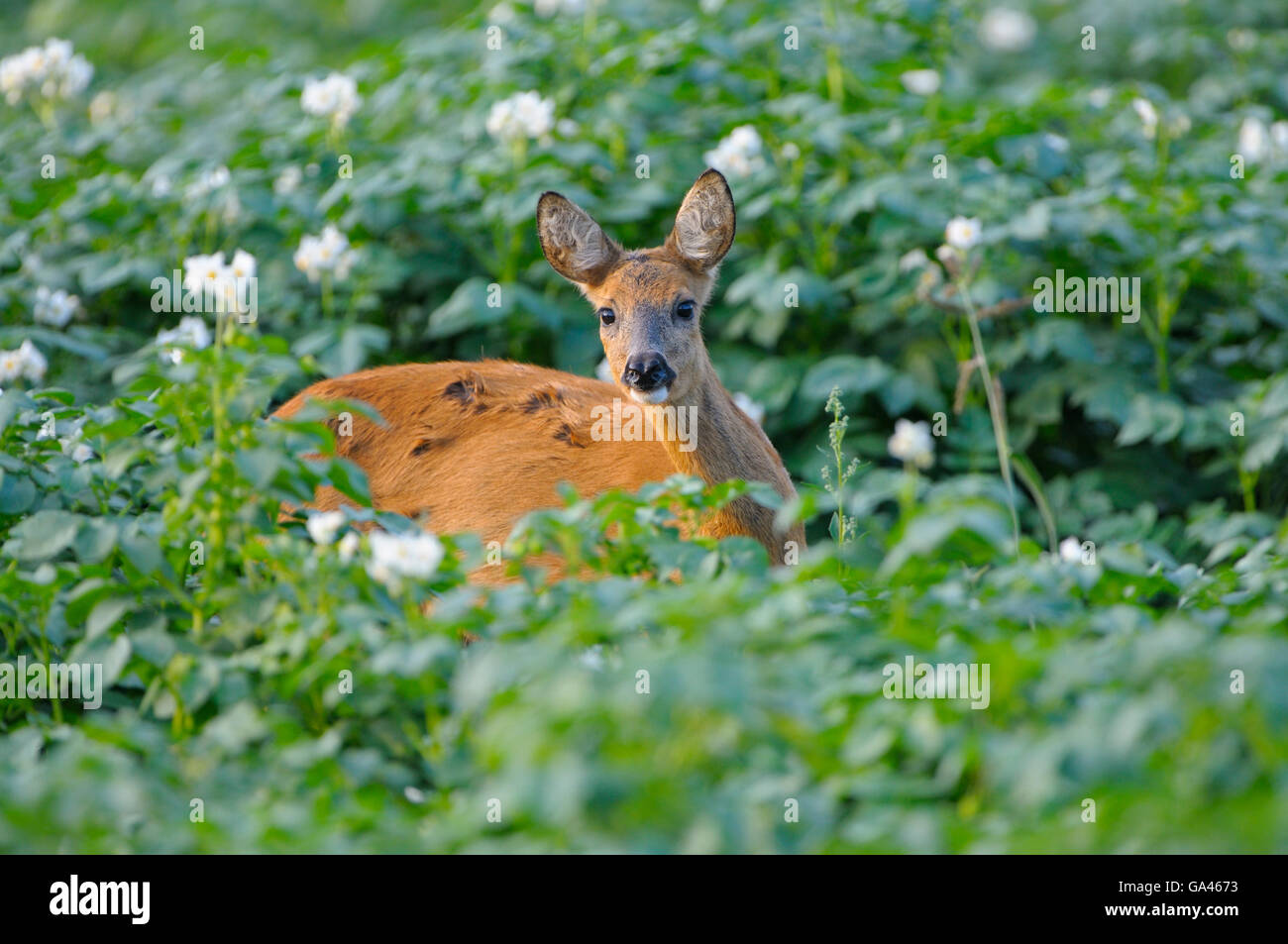 Roe deer, Dingdener Heide, Dingden Heath, North Rhine-Westphalia, Germany / (Capreolus capreolus) Stock Photo